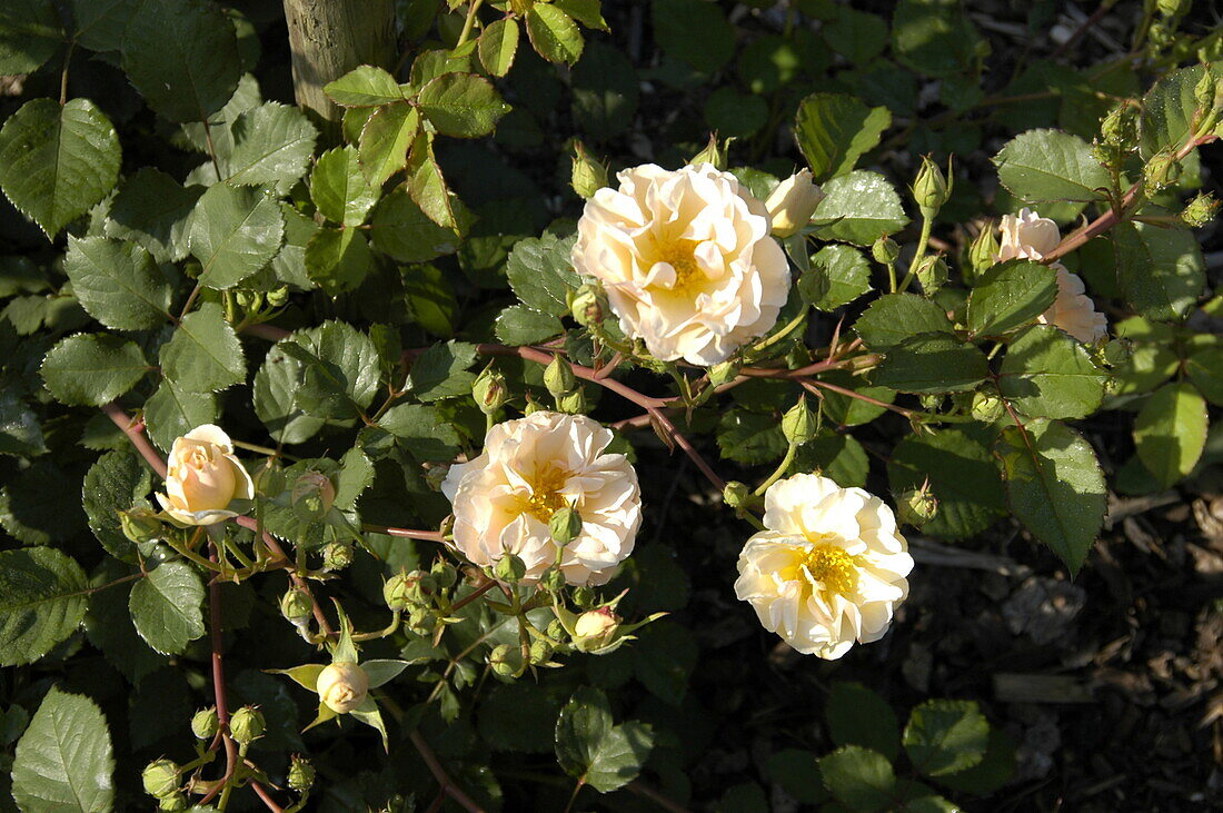 Rosa moschata Penelope