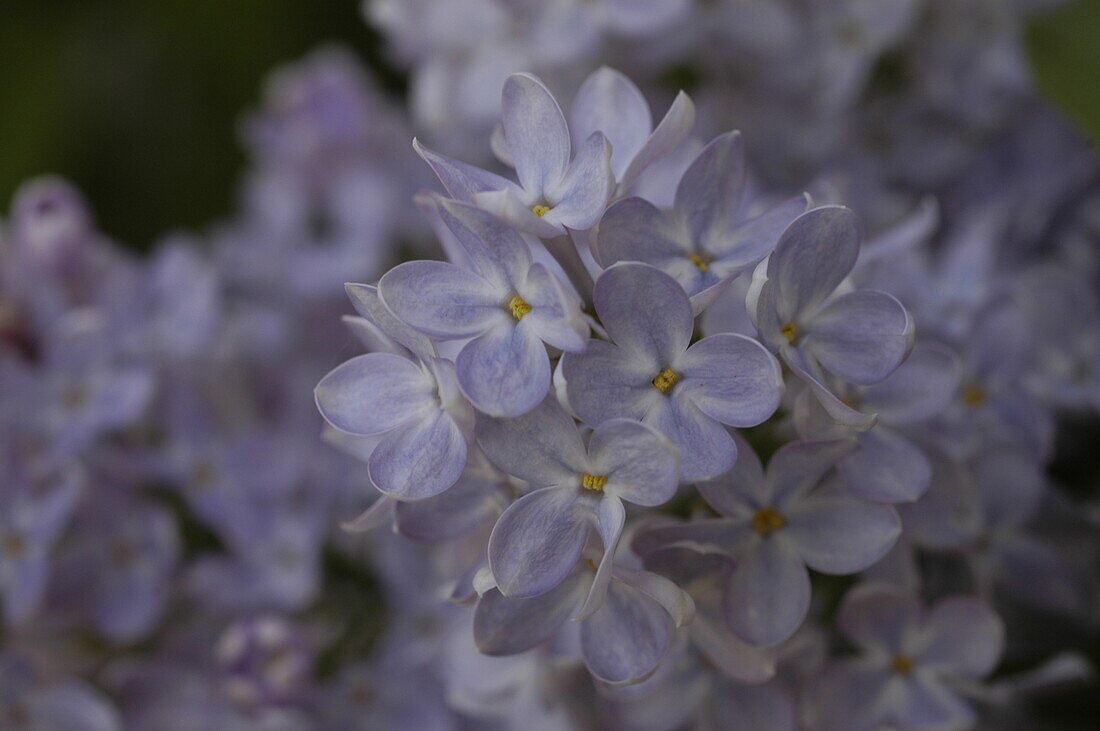 Syringa vulgaris, purple