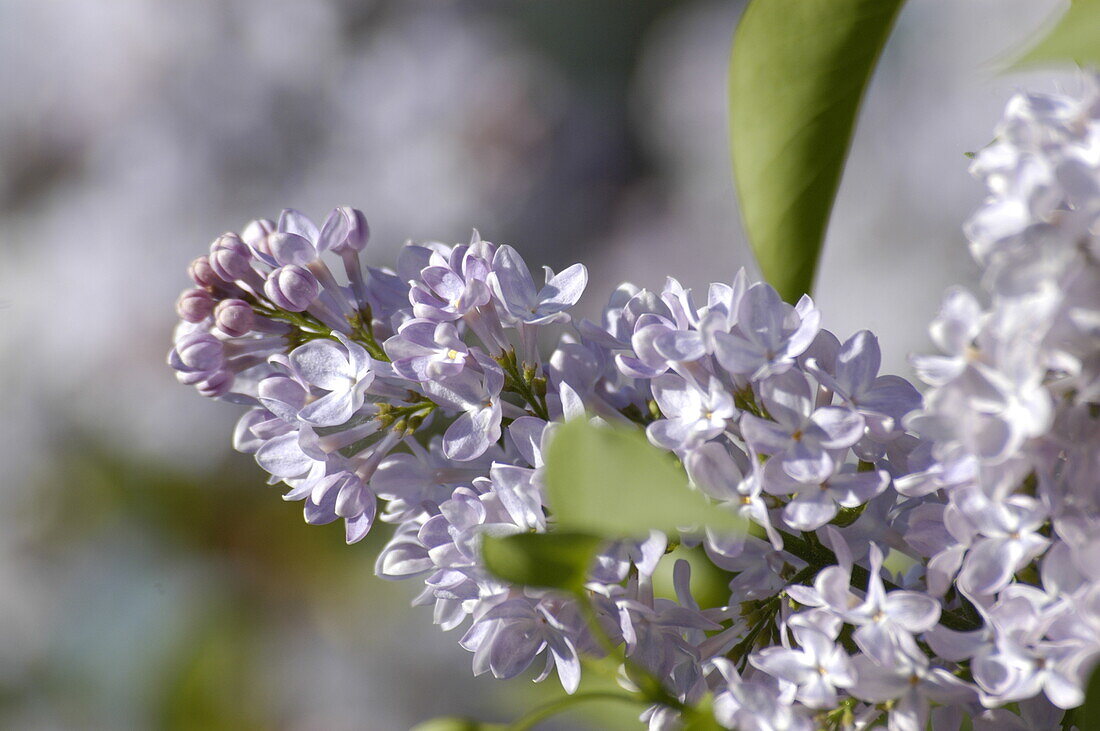 Syringa vulgaris, lilac