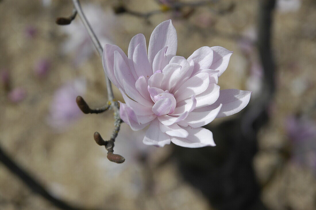 Magnolia stellata 'Rosea'