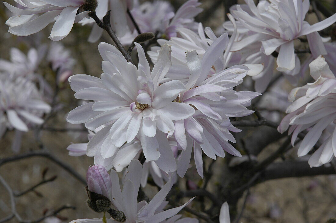 Magnolia stellata 'Chrysanthemumiflora'