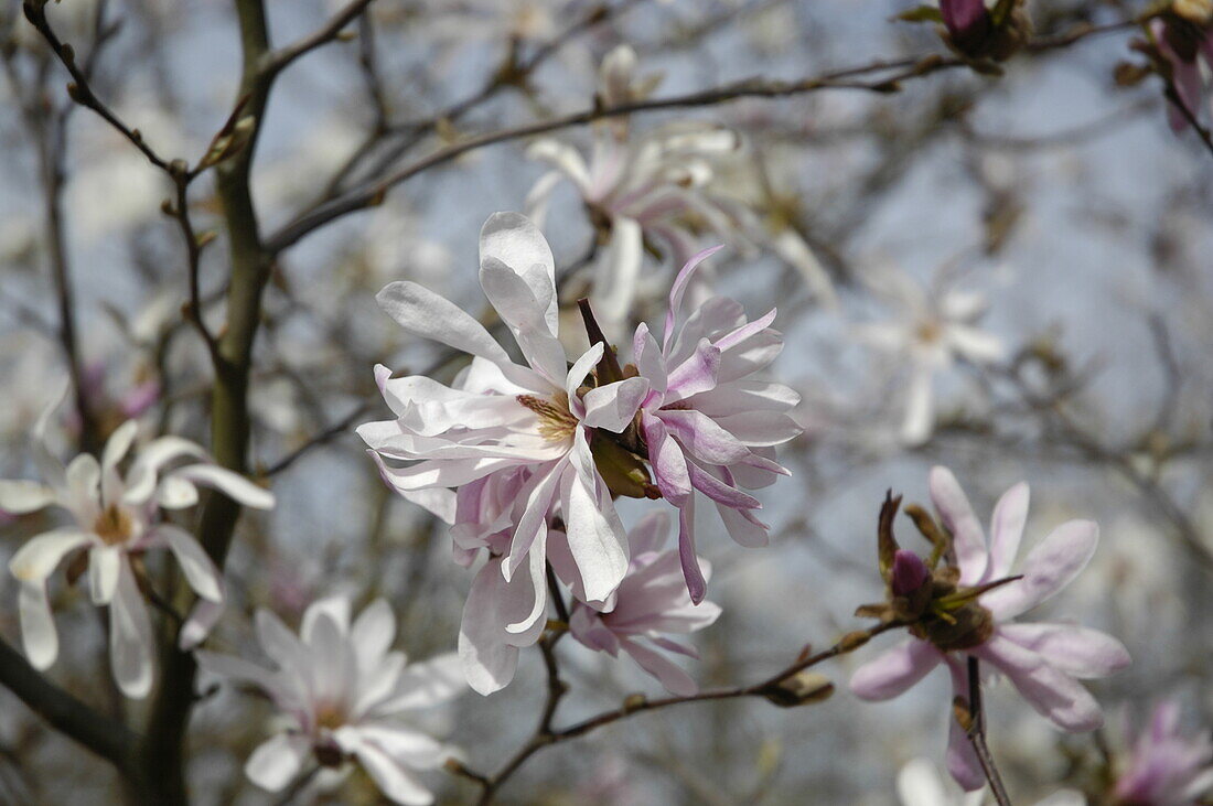 Magnolia x loebneri 'Leonard Messel'