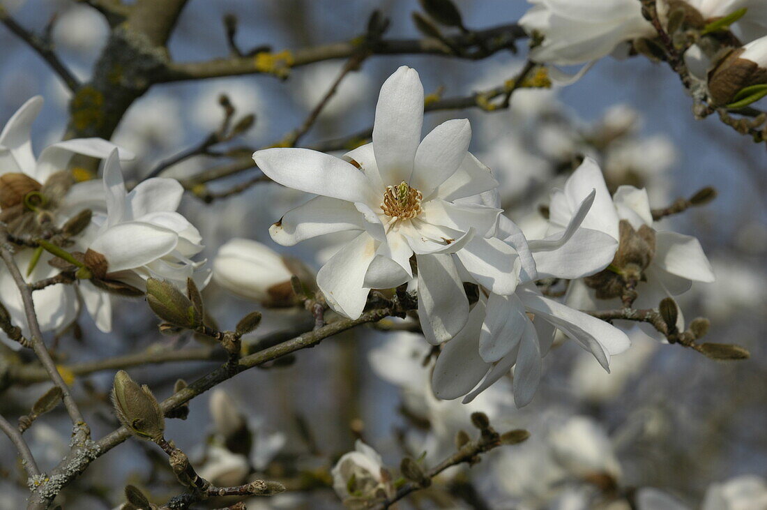 Magnolia x loebneri 'Donna'