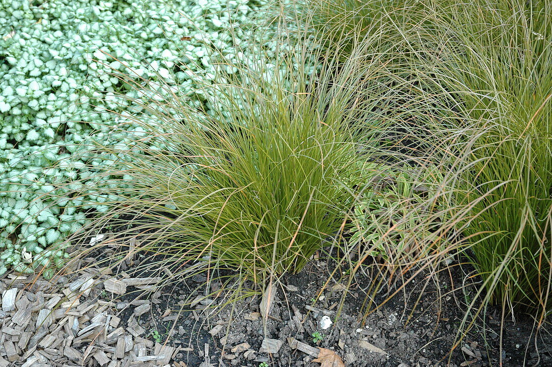 Carex testacea 'Lime Shine'.