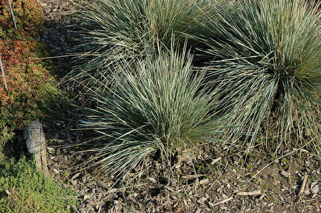 Helictotrichon sempervirens 'Saphirsprudel' (Sapphire Bubble)