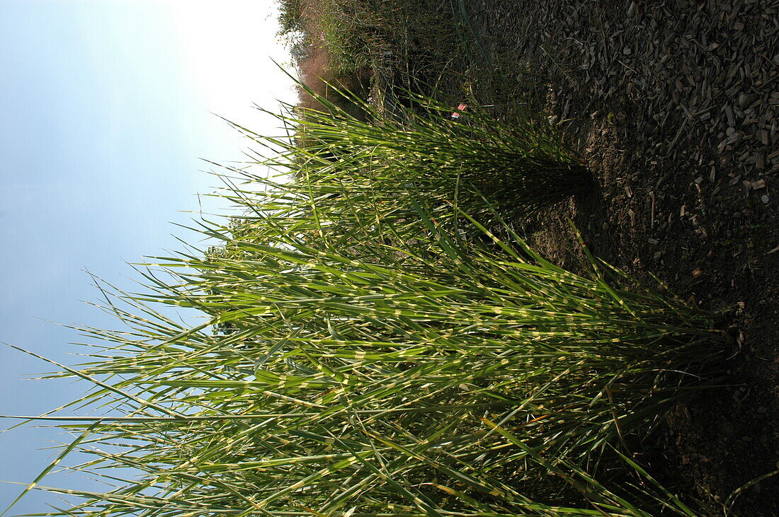 Miscanthus sinensis 'Strictus'