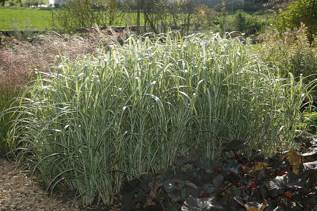 Miscanthus sinensis 'Cabaret'