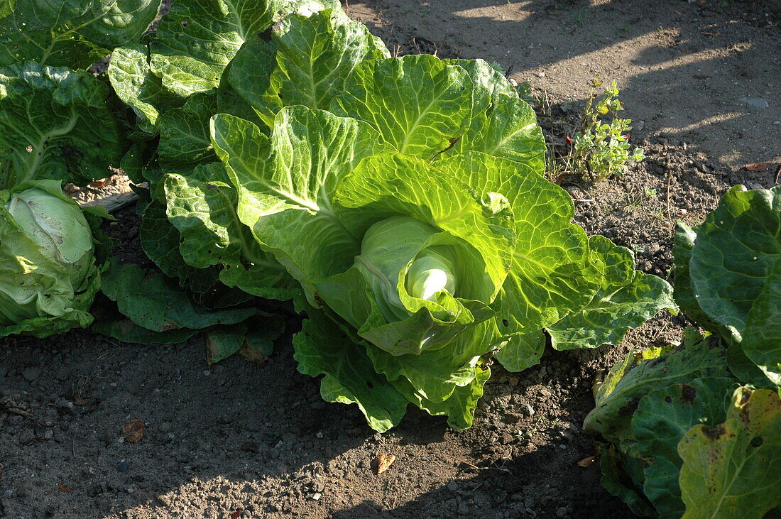 Brassica oleracea var. capitata f. alba subv. conica