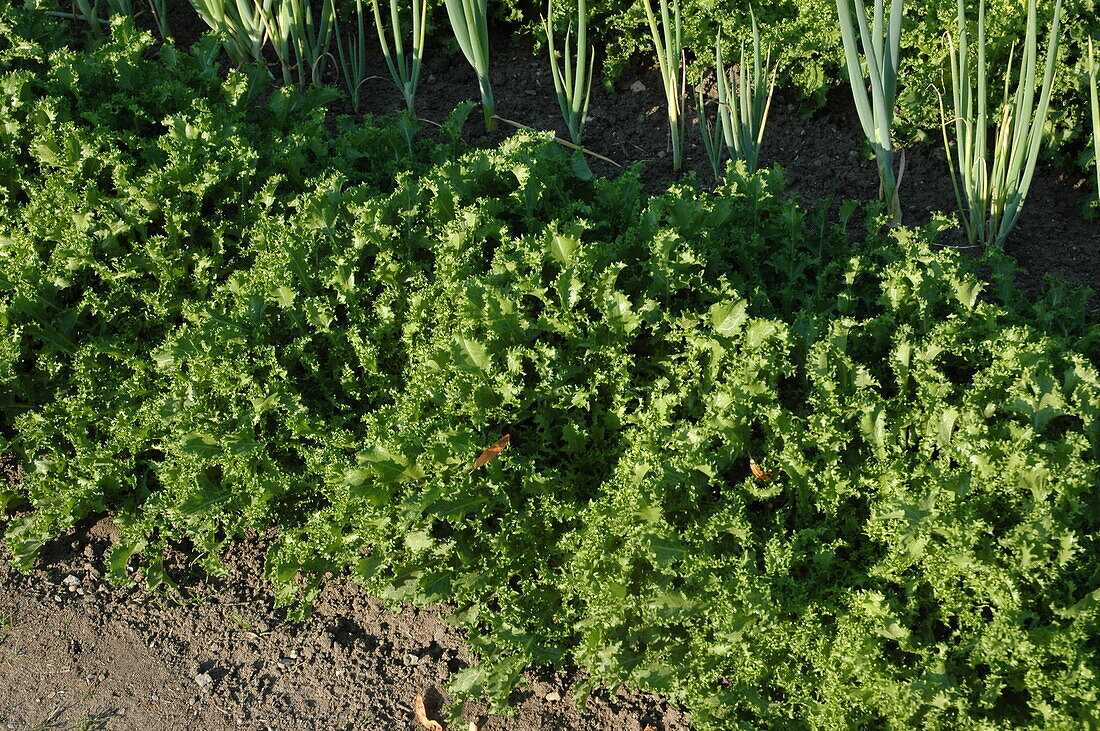 Cichorium endivia var. crispum