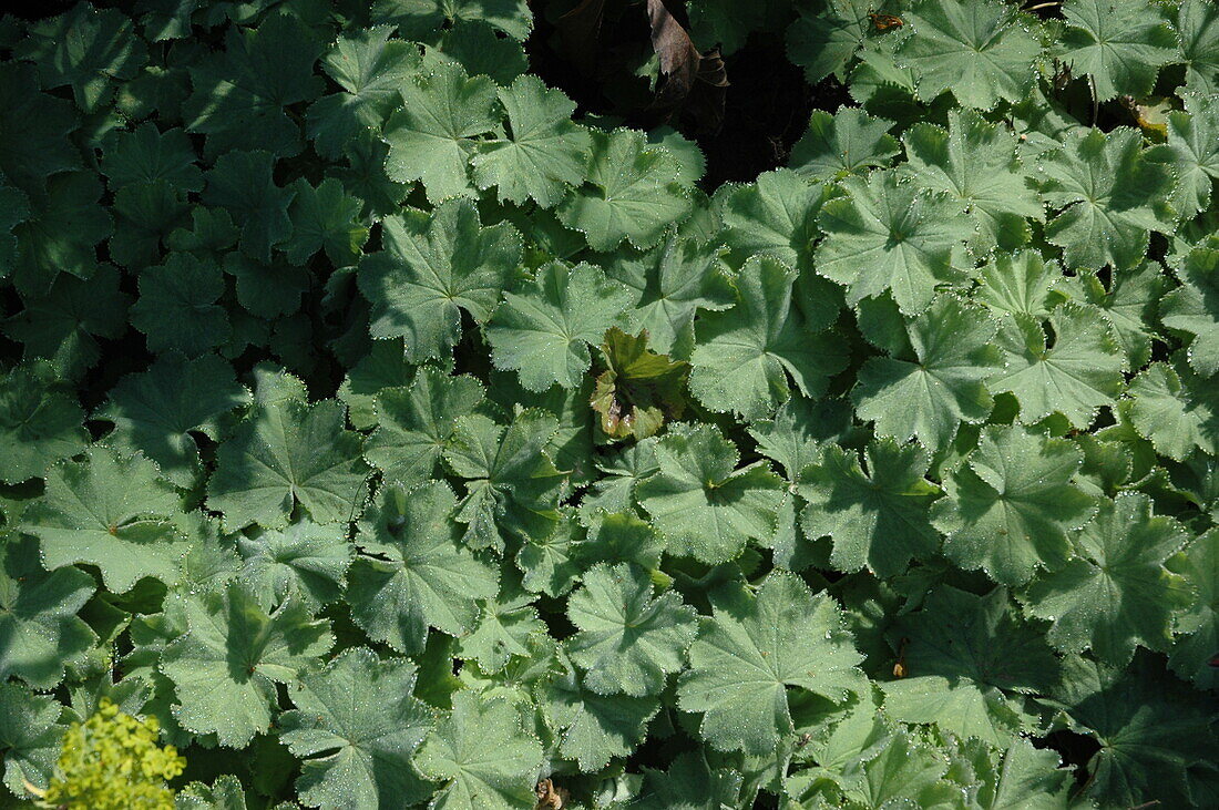 Alchemilla mollis