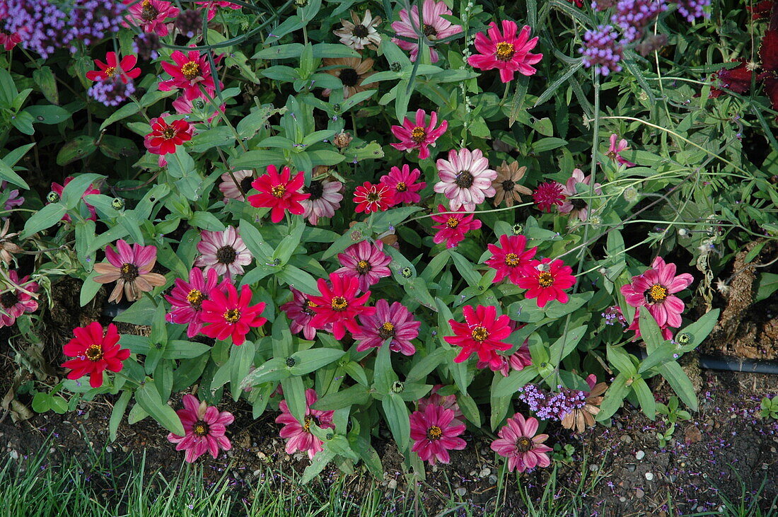 Zinnia haageana 'Profusion Cherry'