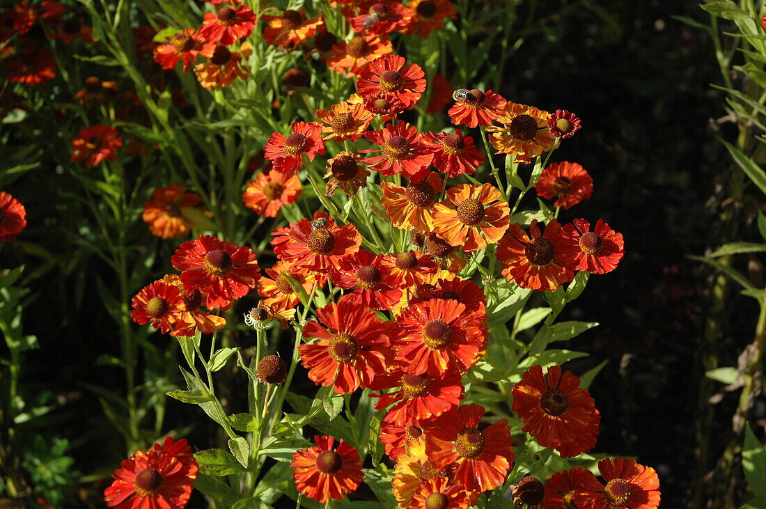 Helenium 'Baudirektor Linne