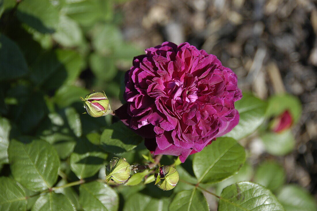 Englische Rosen, purpur