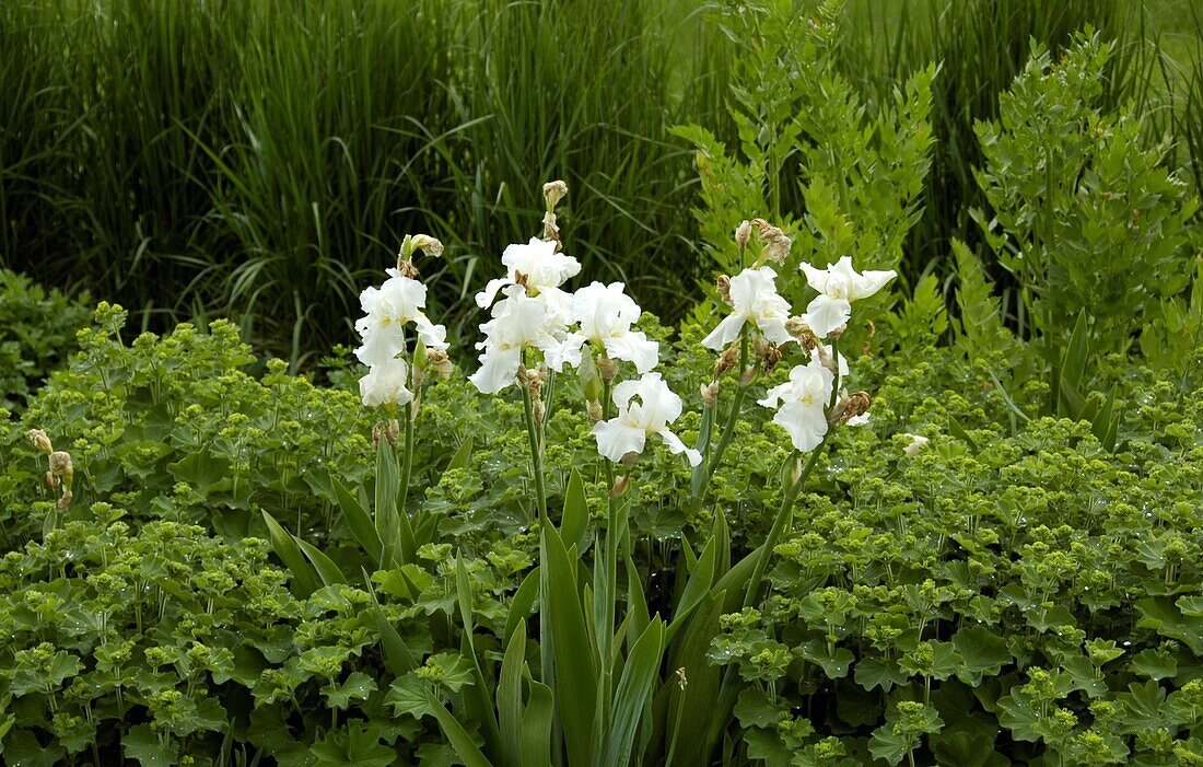 Iris x germanica 'Cliffs of Dover'