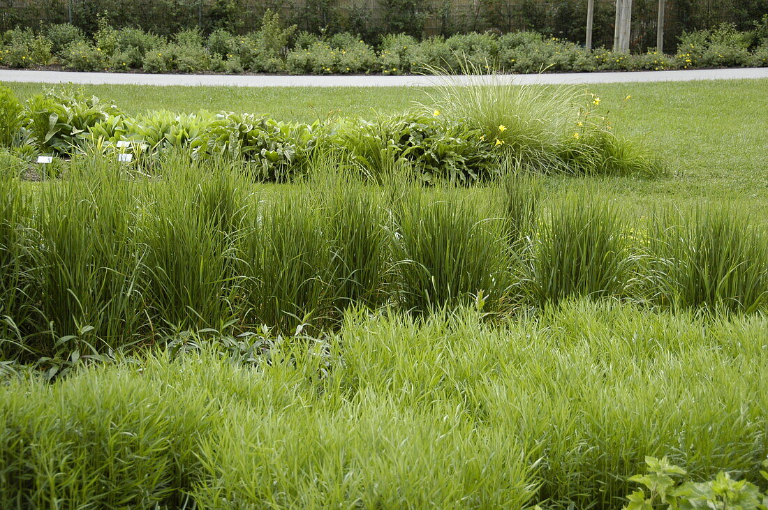 Calamagrostis x acutiflora 'Karl Foerster'