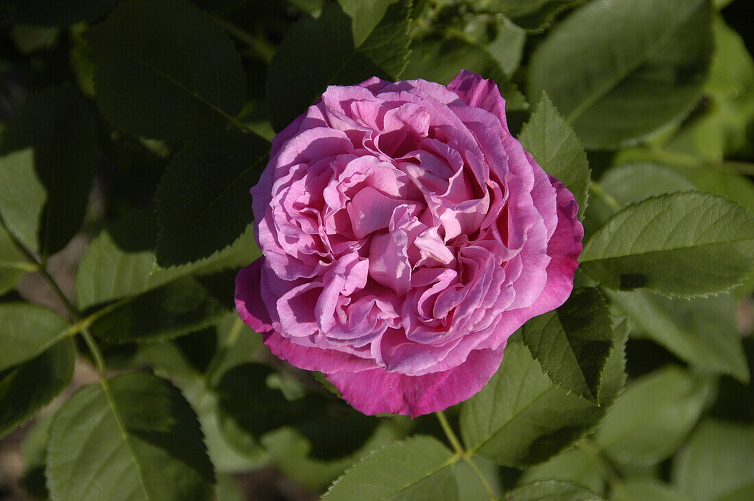 Rosa 'Mrs. John Laing'