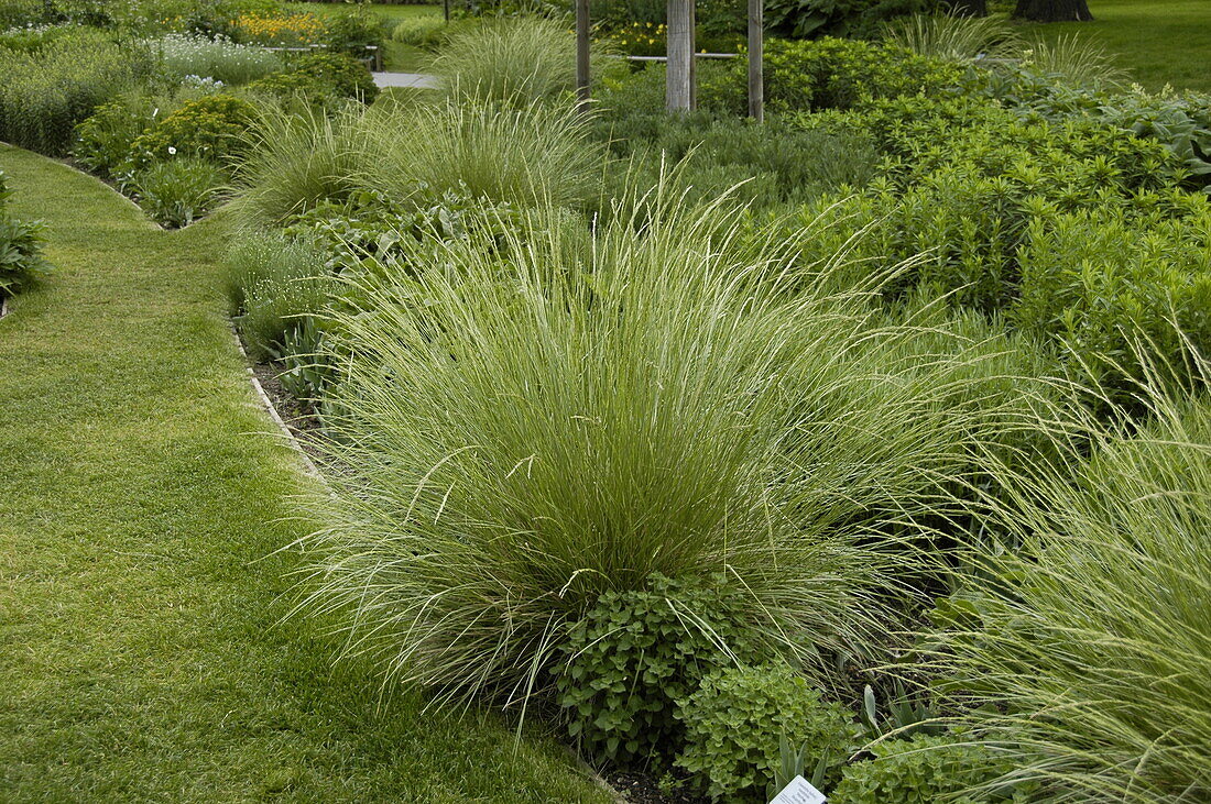 Festuca mairei