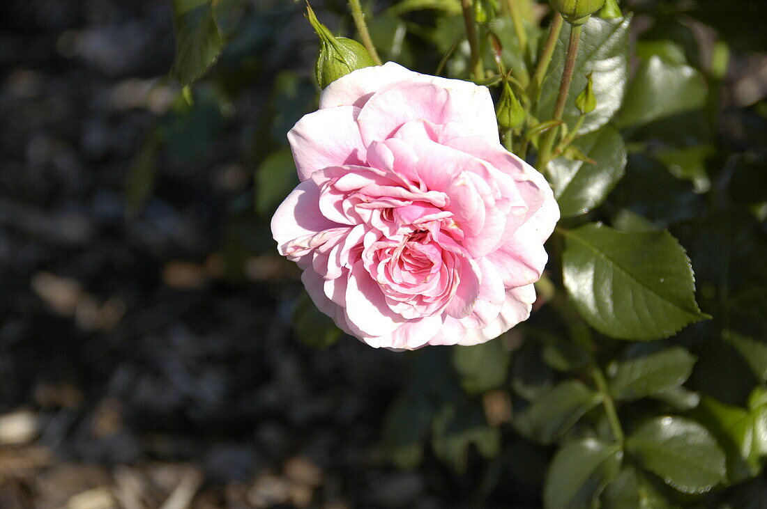 Shrub rose, pink