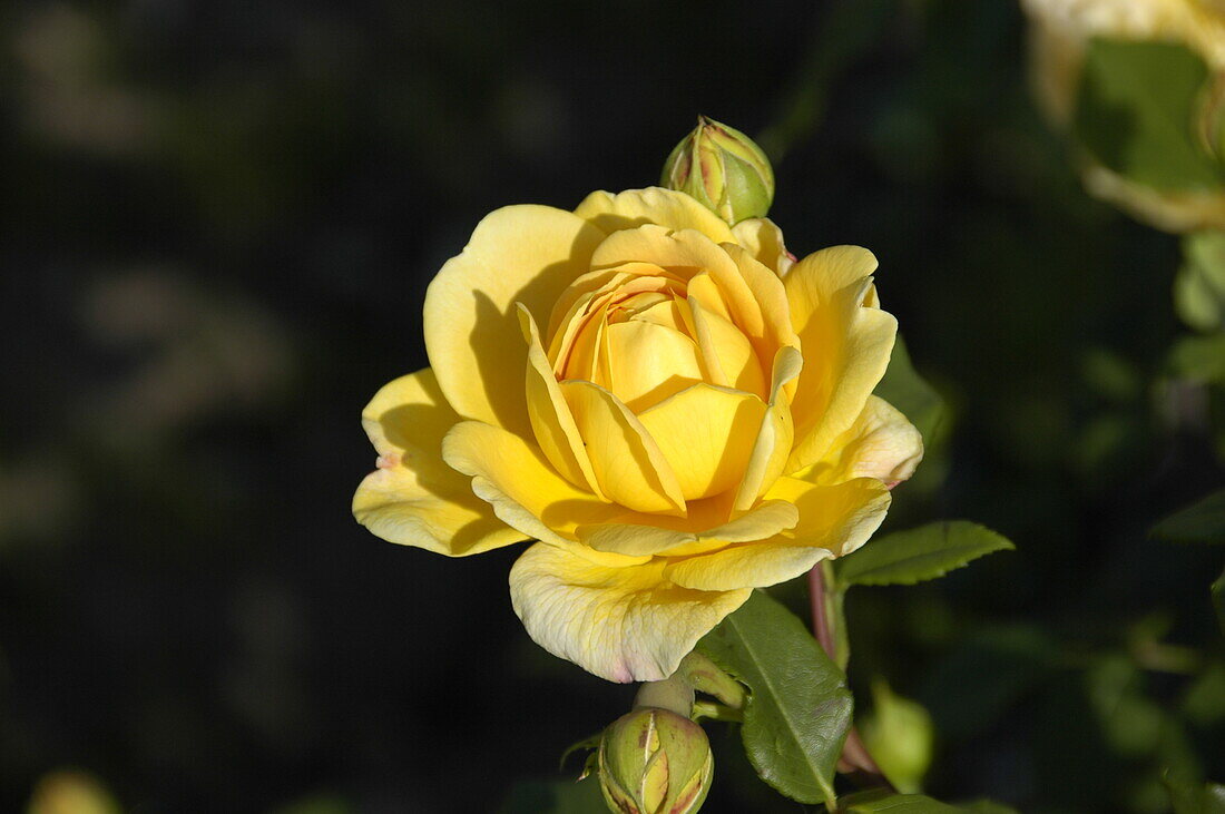 English Roses, yellow
