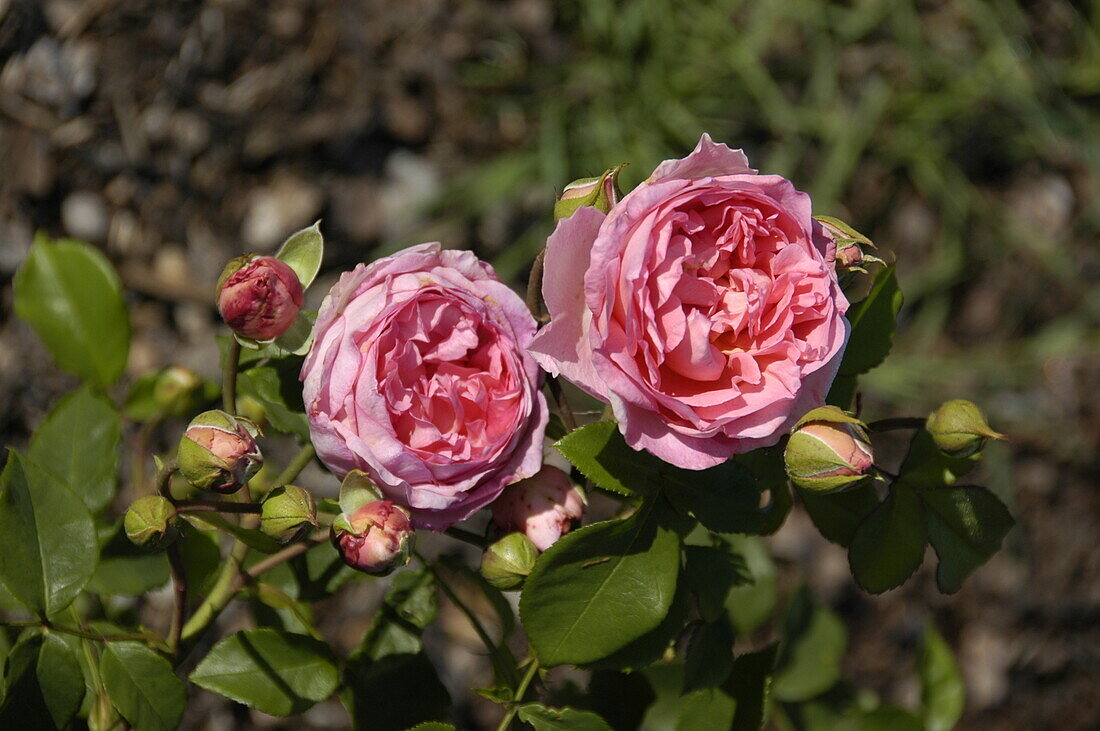 English Roses, pink