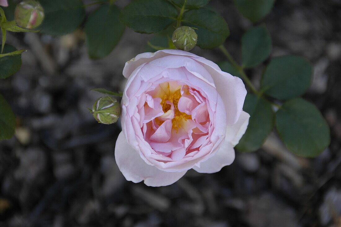 Strauchrose, rosa