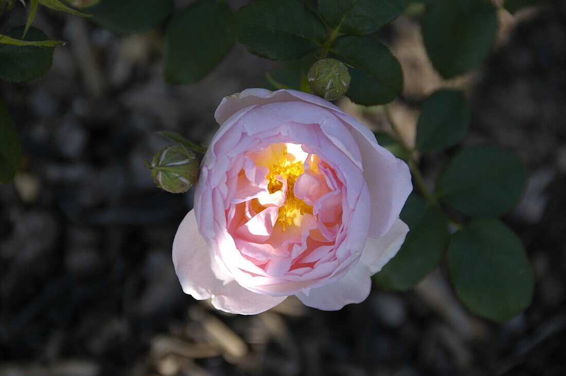 Strauchrose, rosa