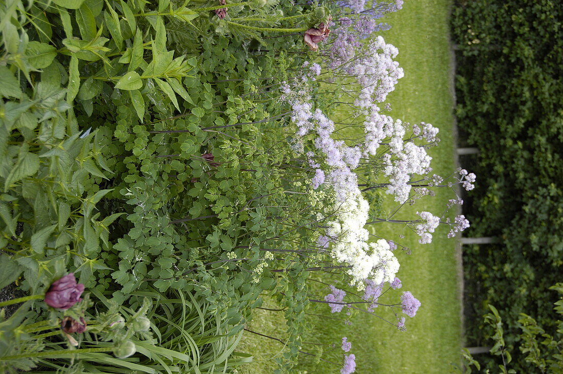 Thalictrum aquilegifolium