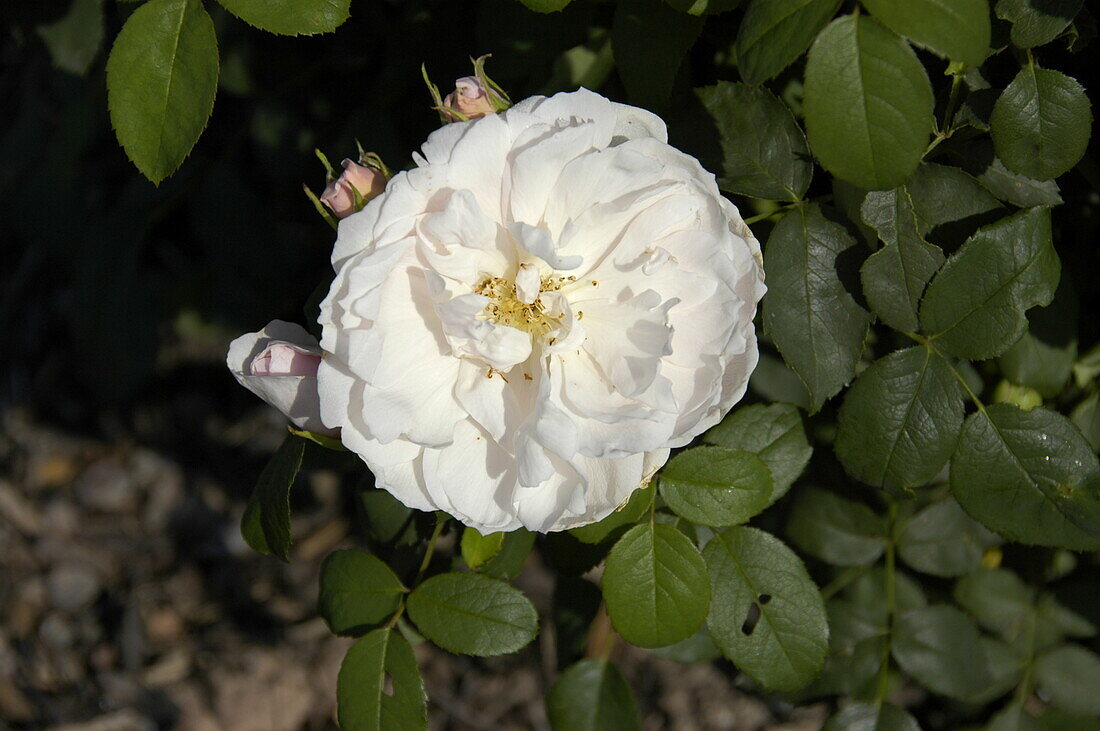 English Roses, white