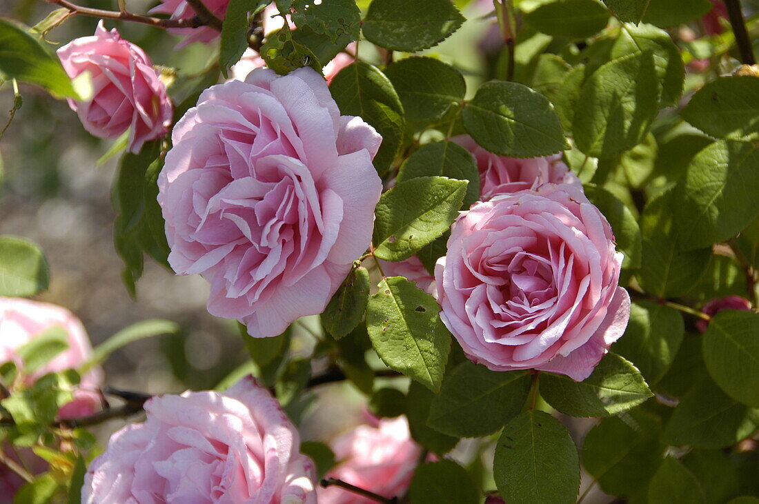 Rosa borbonica 'Martha'