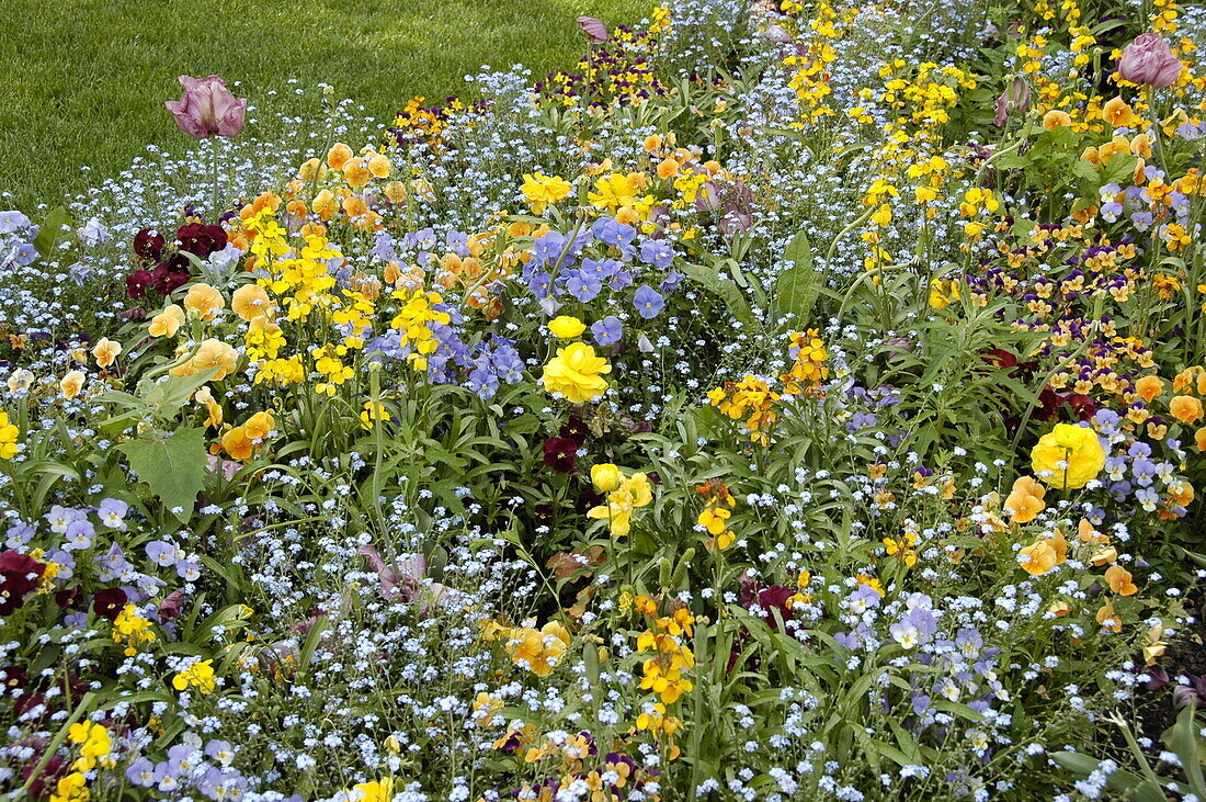 Colourful flower bed