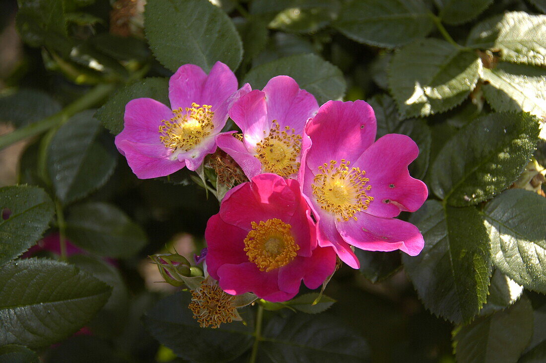 Rosa canina 'Gravel