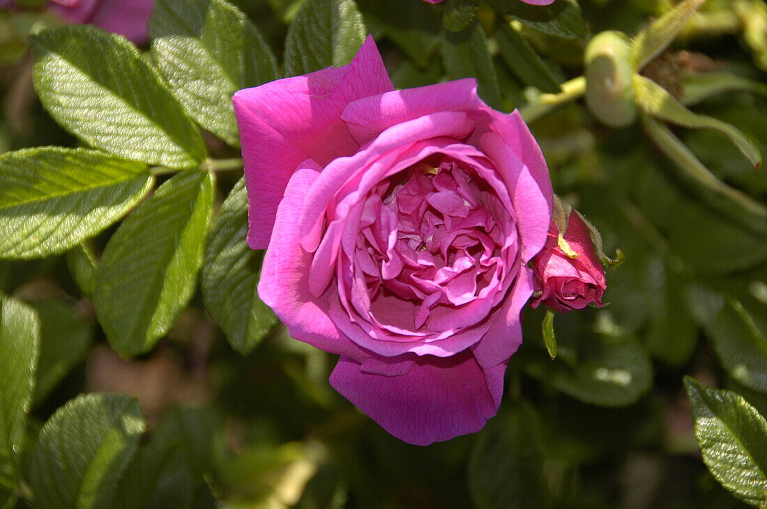 Rosa 'Rosa dwarf