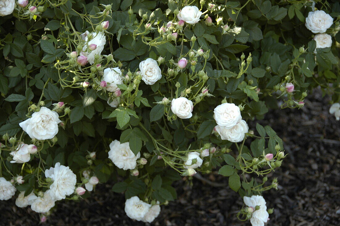 Rosa alba 'Mme Plantier'