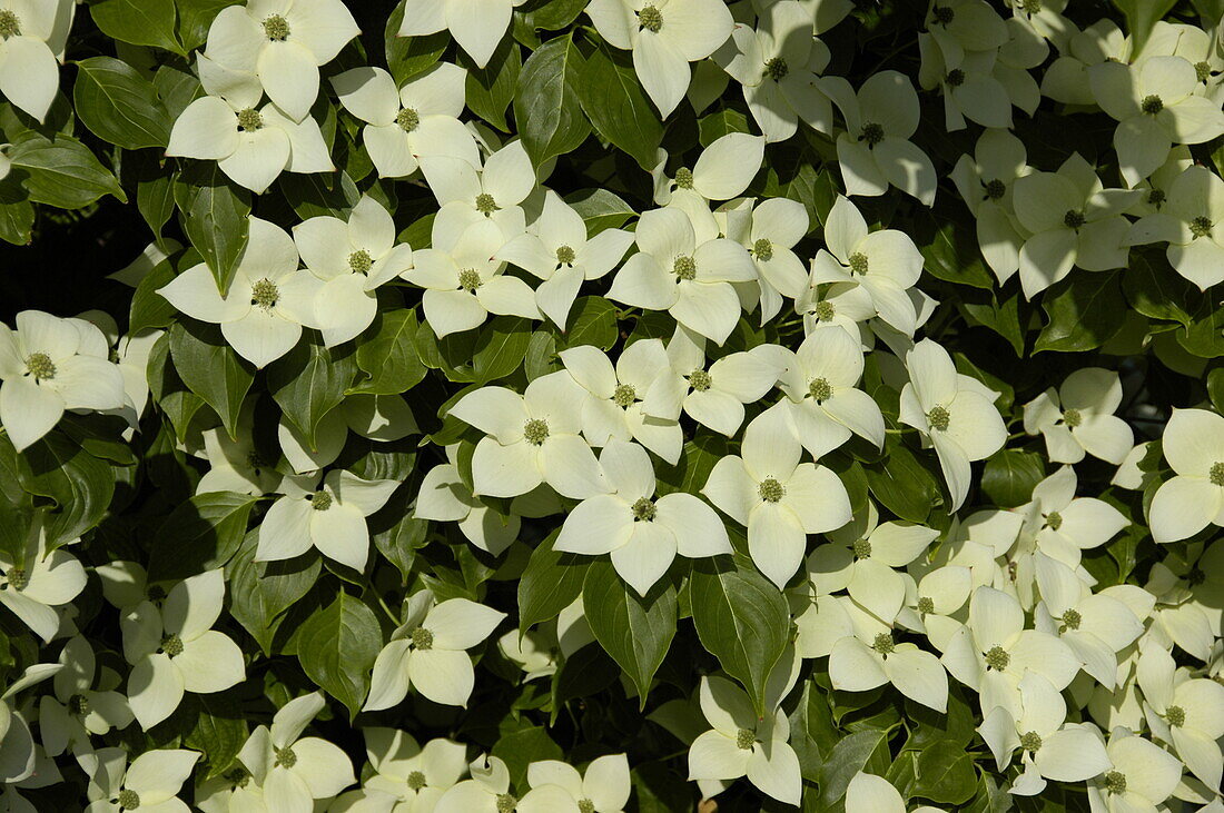 Cornus kousa