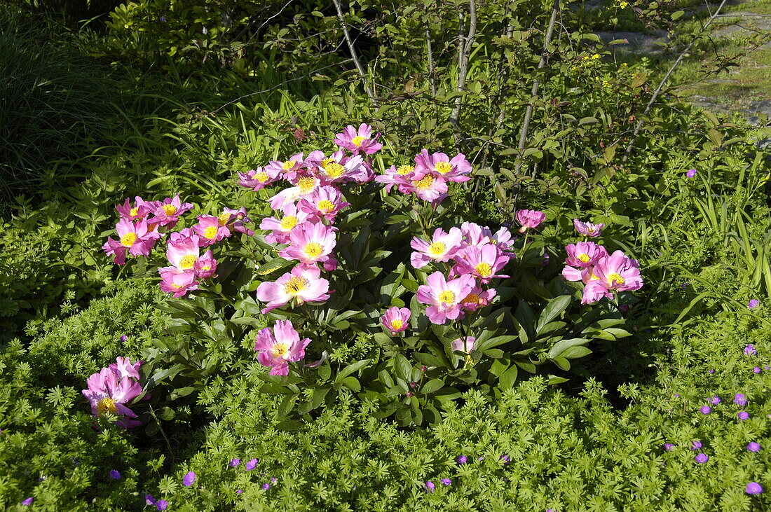 Paeonia lactiflora, single flowering, pink