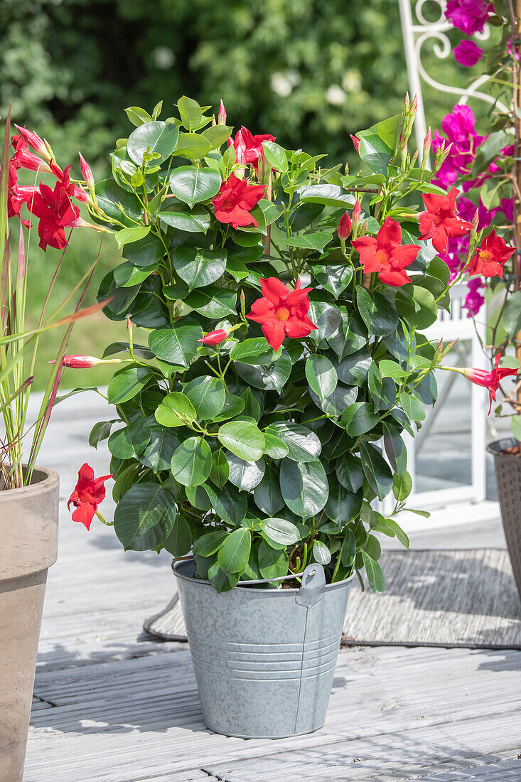 Mandevilla sanderi, Spalier, rot