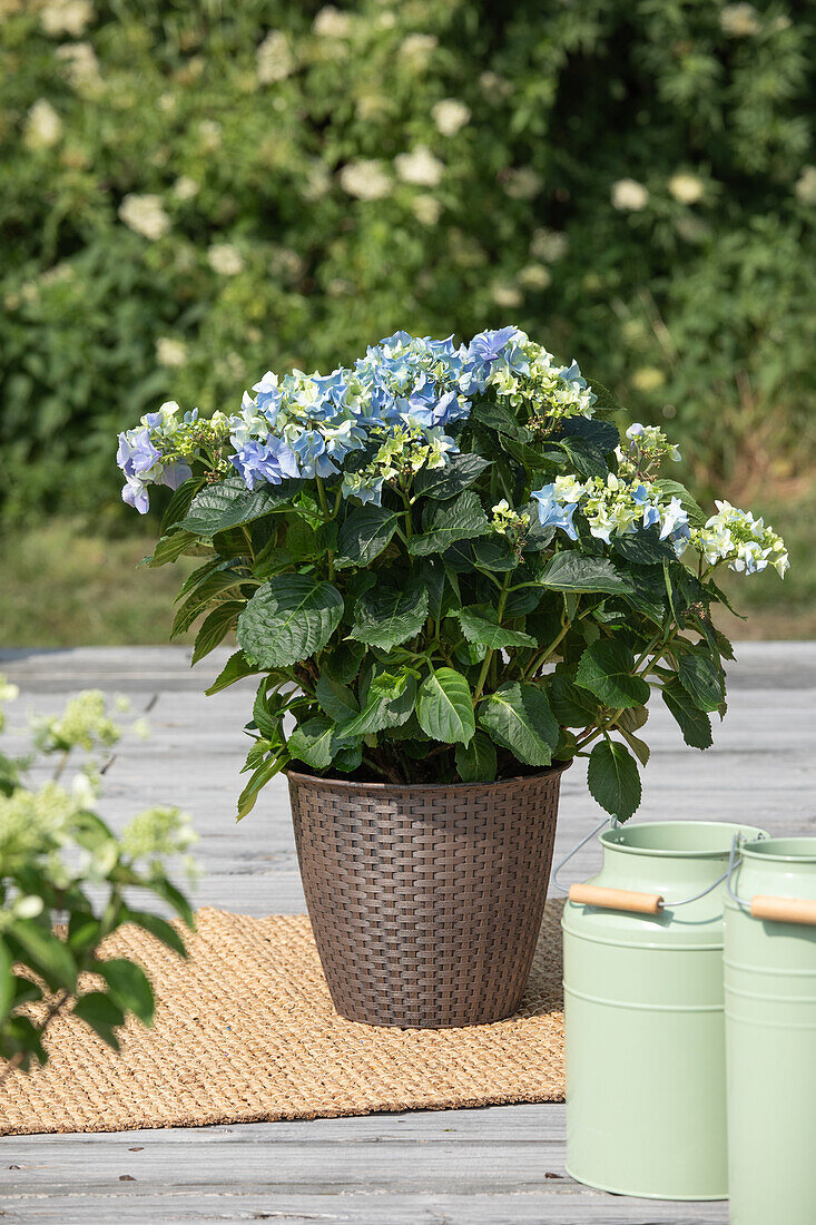 Hydrangea macrophylla, blau