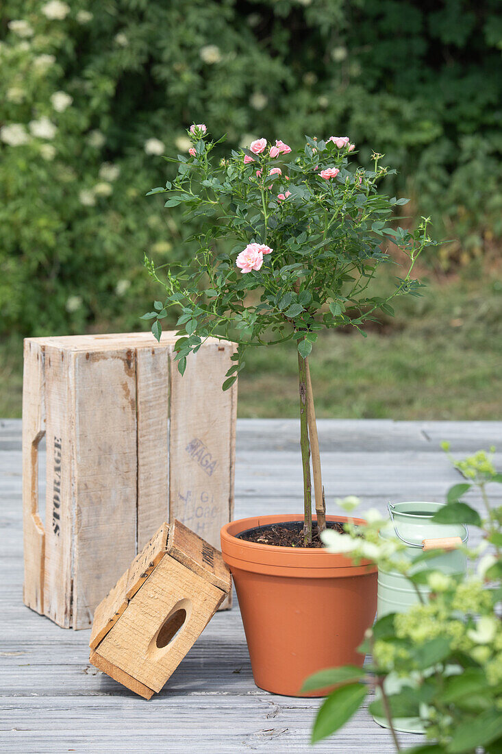 Miniature rose, stem