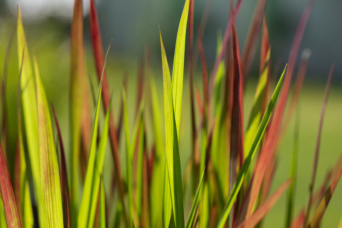 Imperata 'Red Baron' cylindrica