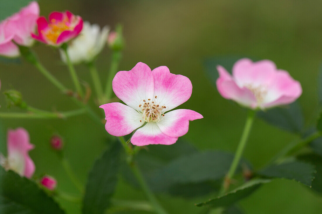 Shrub rose