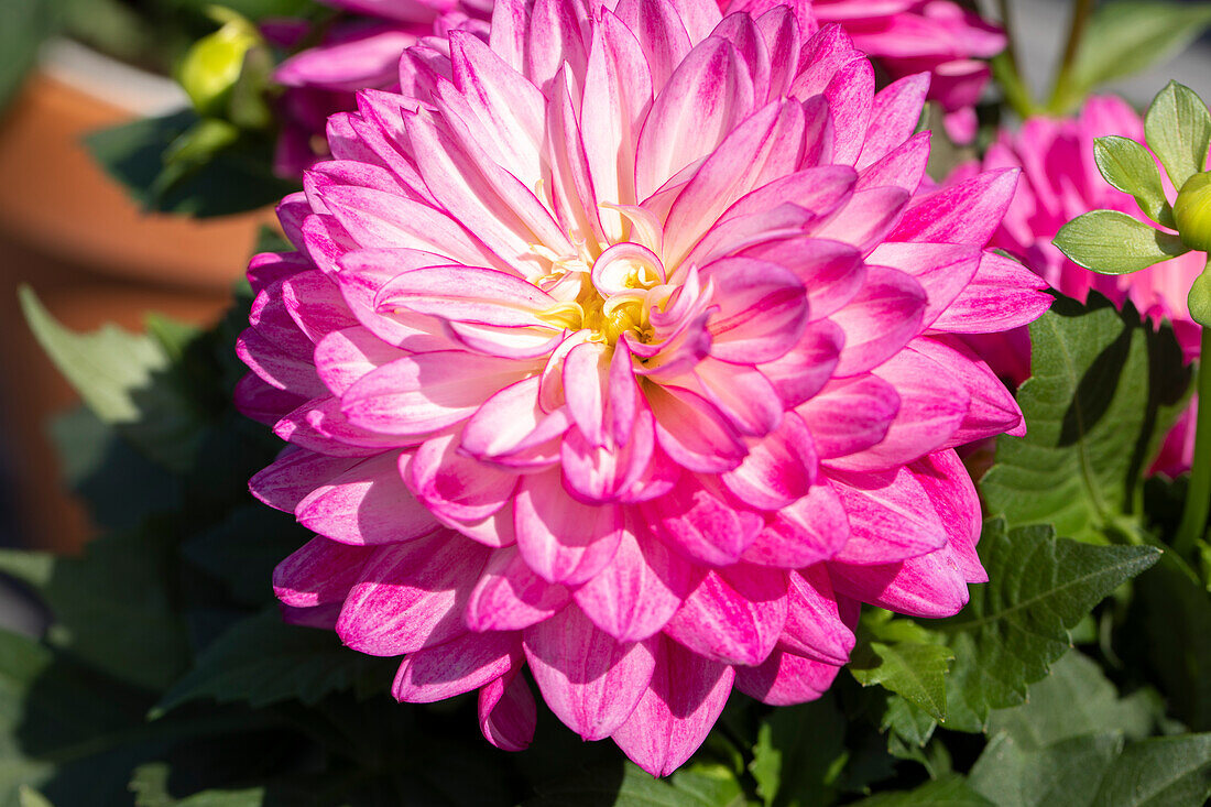 Dahlia, pink