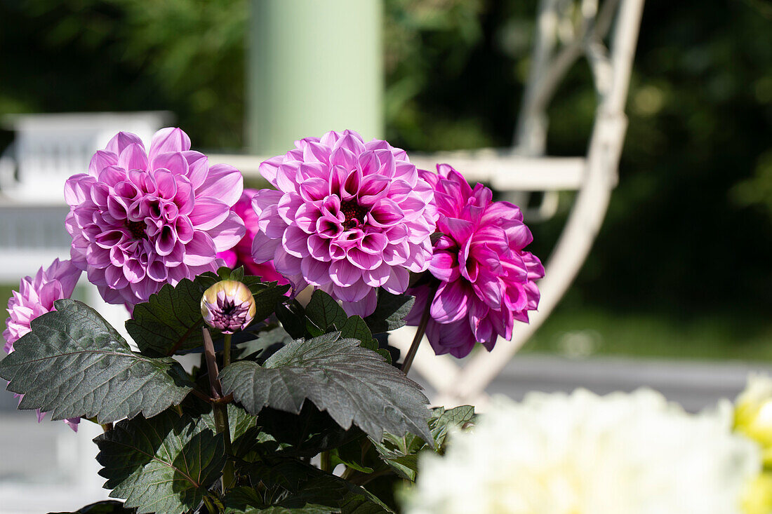 Dahlia, pink