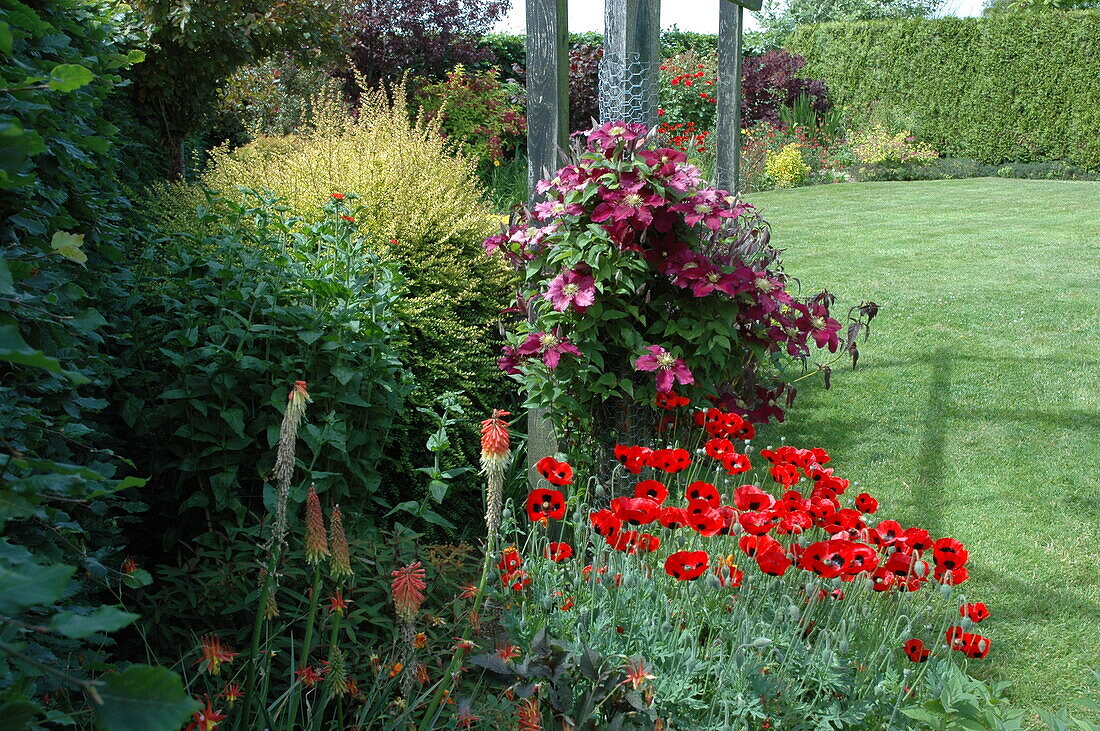 Bed with oriental poppy and clematis