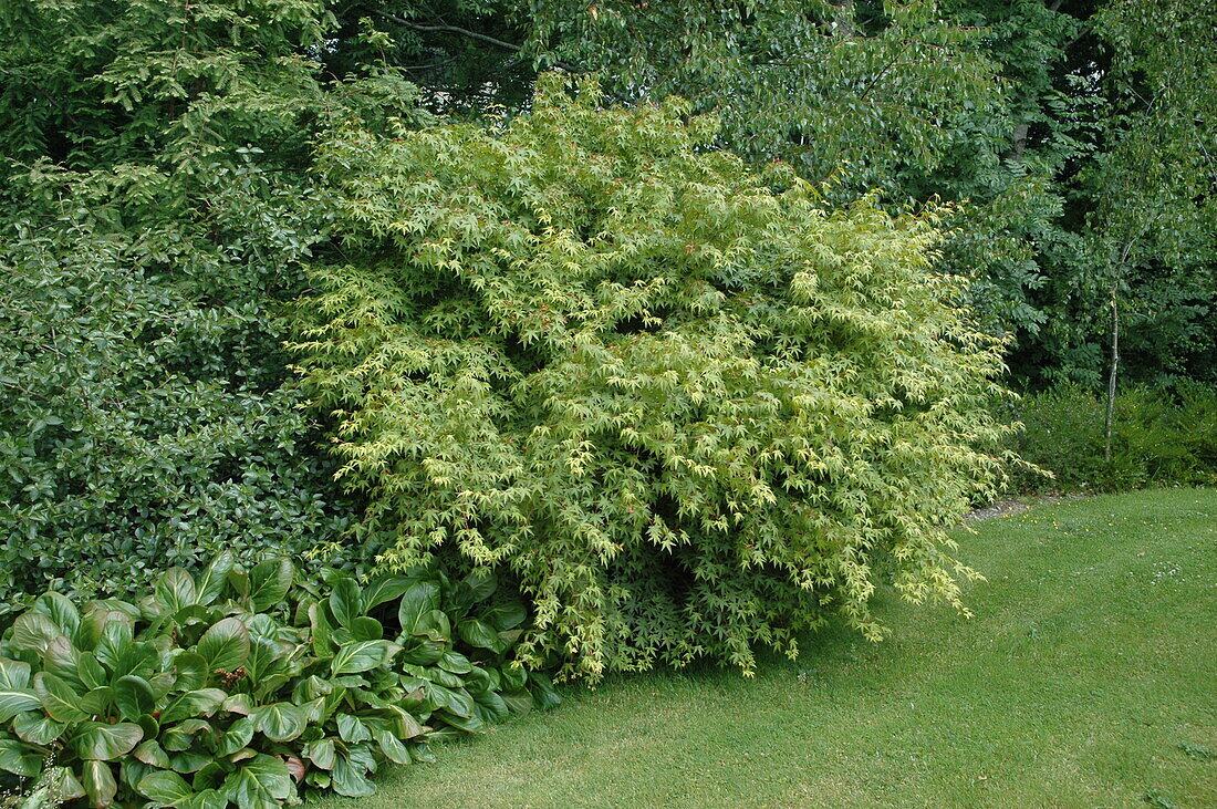 Acer palmatum Osakazuki