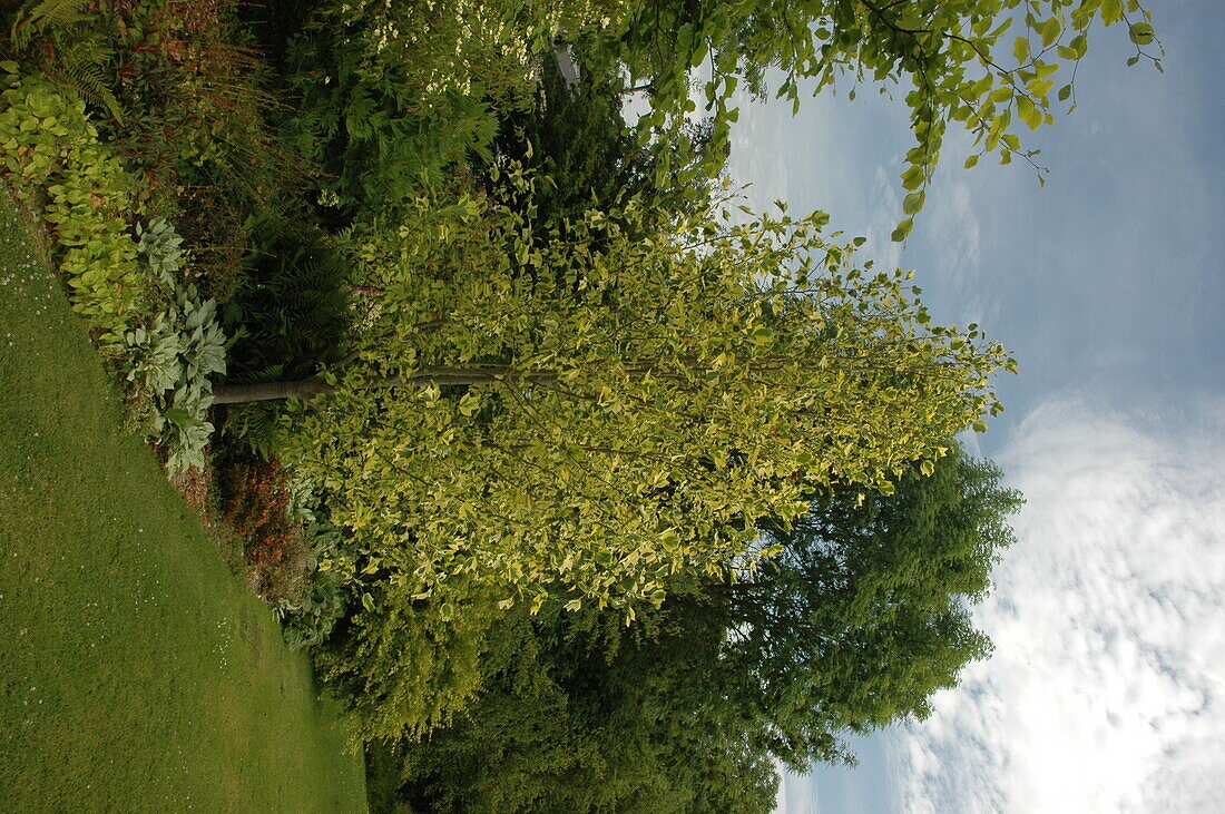 Liriodendron tulipifera Aureomarginata