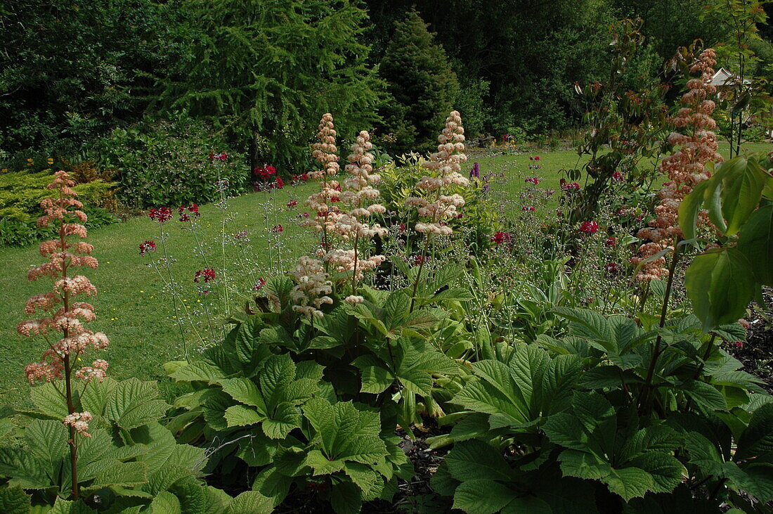 Rodgersia aesculifolia