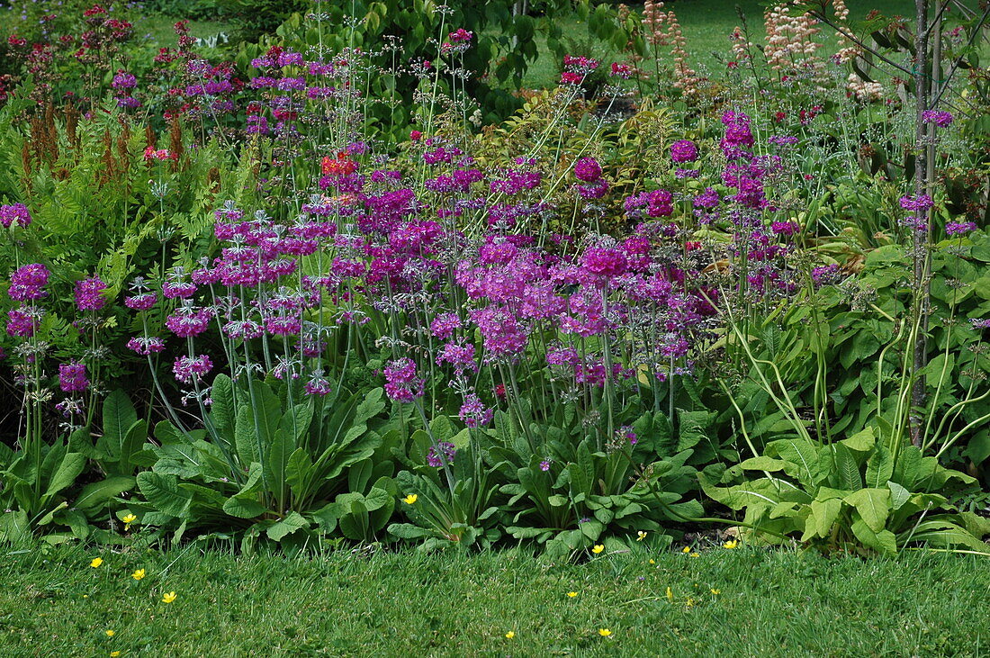 Primula beesiana