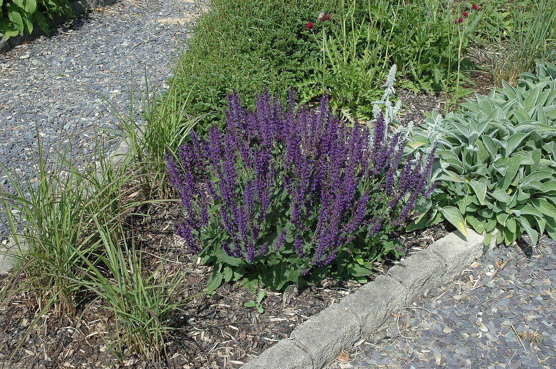 Salvia nemorosa