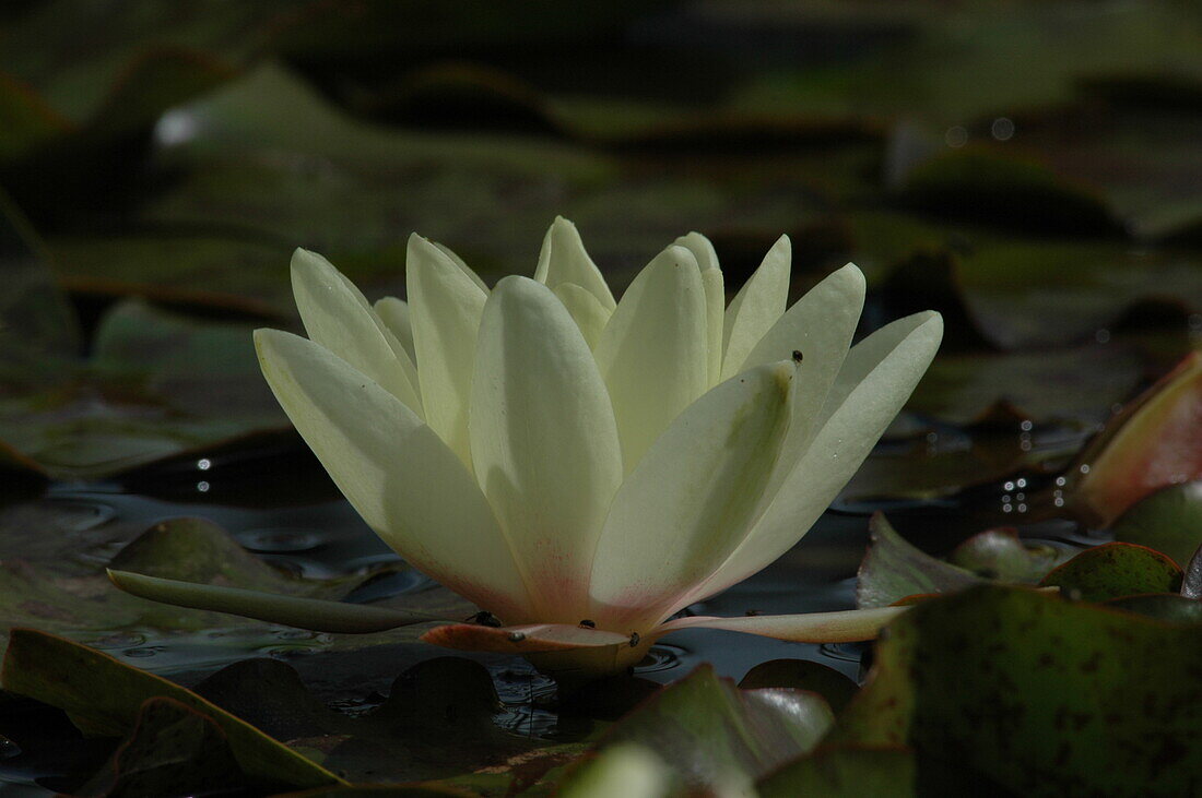 Nymphaea, cream white