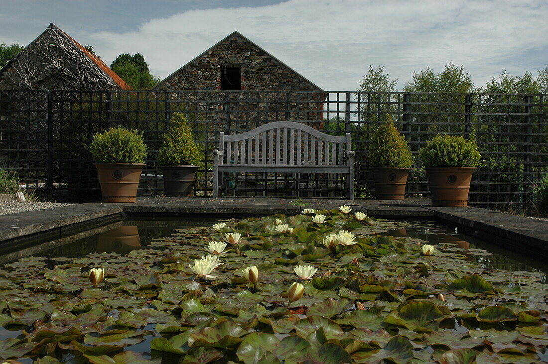 Pond with water lilies